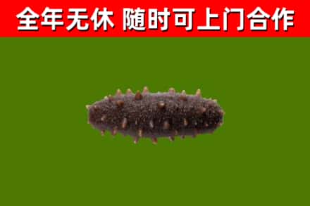 泰安回收海参干